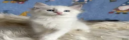 Ragdoll cats for sale: 🐾 Beautiful Ragdoll Kittens for Sale 🐾 - Advert 22