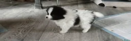 Pomeranian dogs for sale: pomeranian puppies  forsale - Advert 6