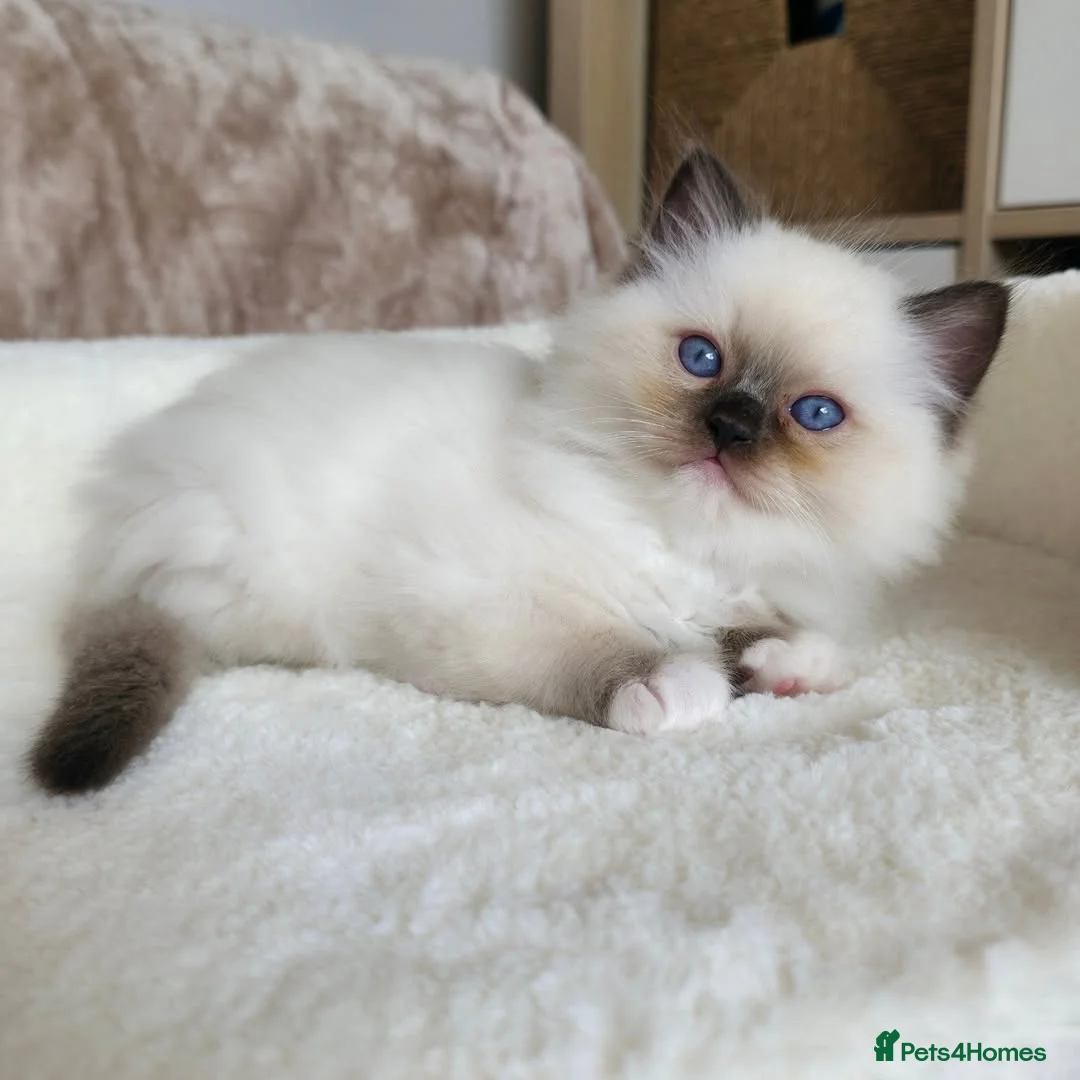 Ragdoll cats for sale: Beautiful Ragdoll Kittens Available - Advert 5