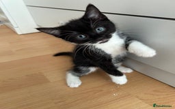 Domestic Shorthair cats for sale: Brother and sisters to go together  - Image 2