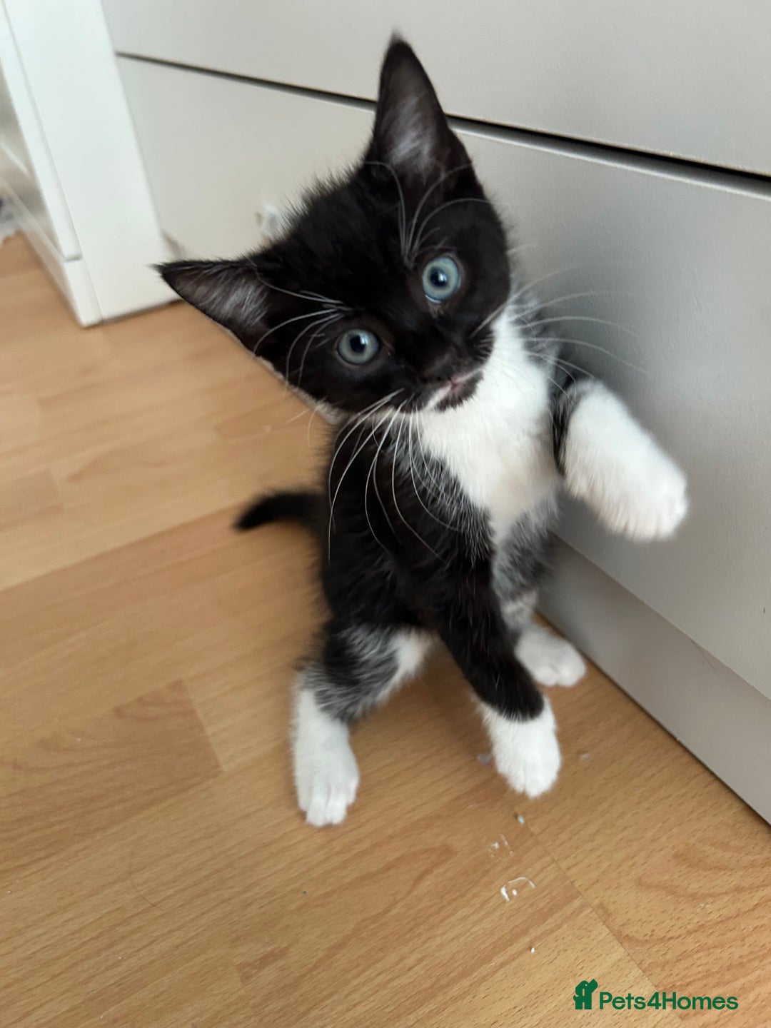 Domestic Shorthair cats for sale: Brother and sisters to go together  - Image 2