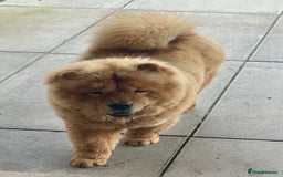 Chow Chow dogs for sale: Chow Chow Pup KC Reg Female 10 Months - Image 3