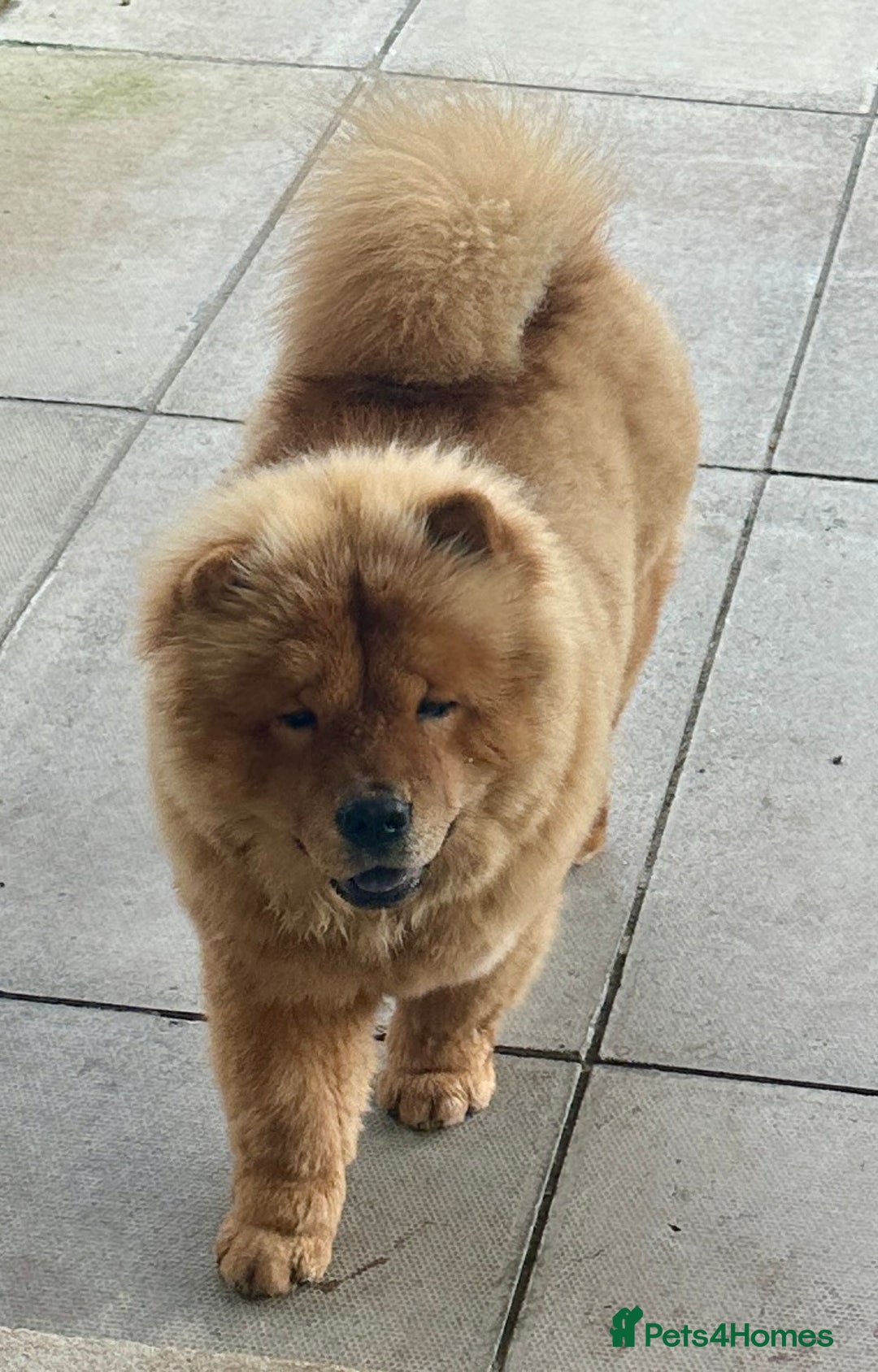 Chow Chow dogs for sale: Chow Chow Pup KC Reg Female 10 Months - Image 3