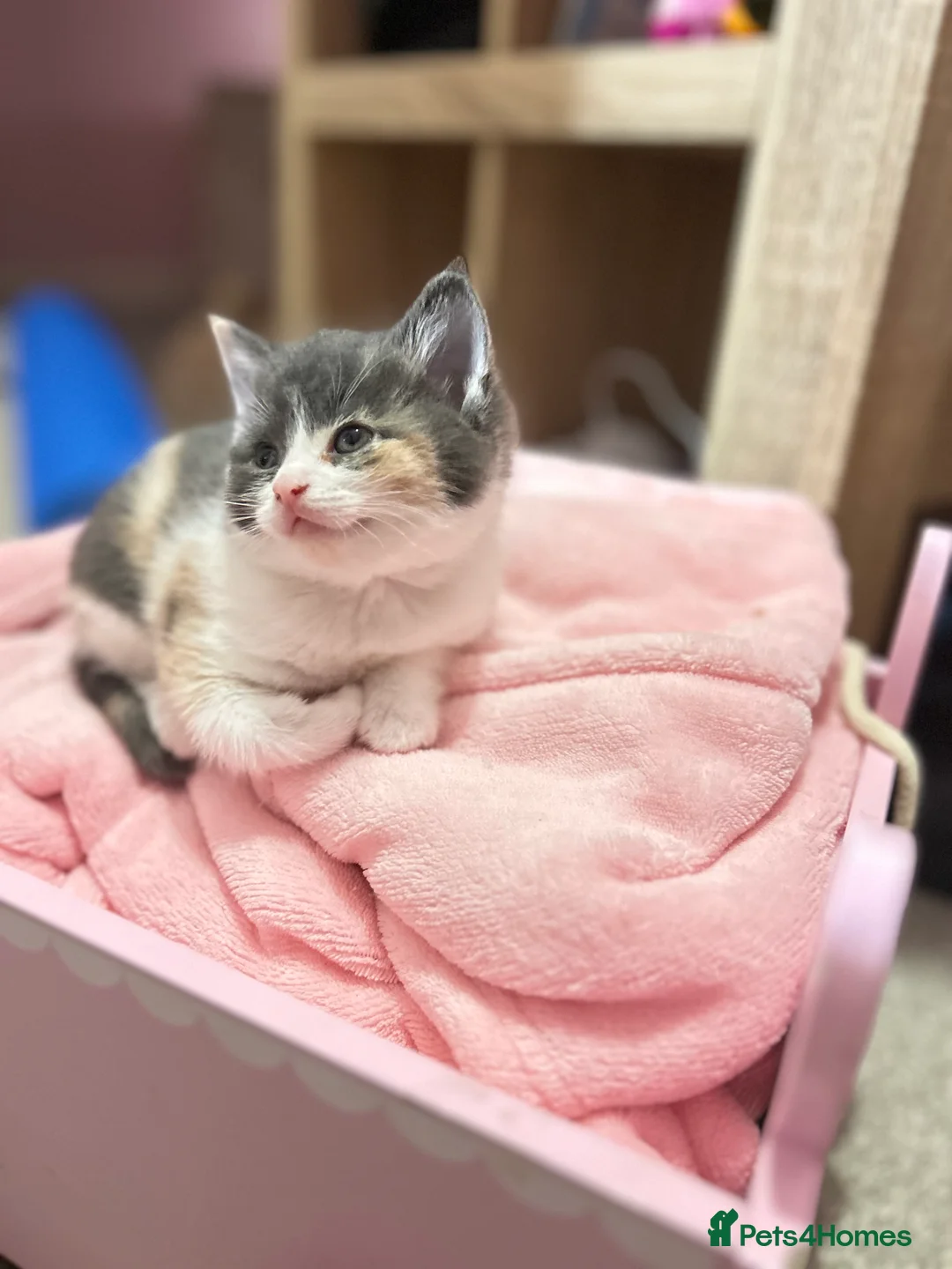 British Shorthair cats for sale: British Shorthair Kittens - Available Now  - Advert 8