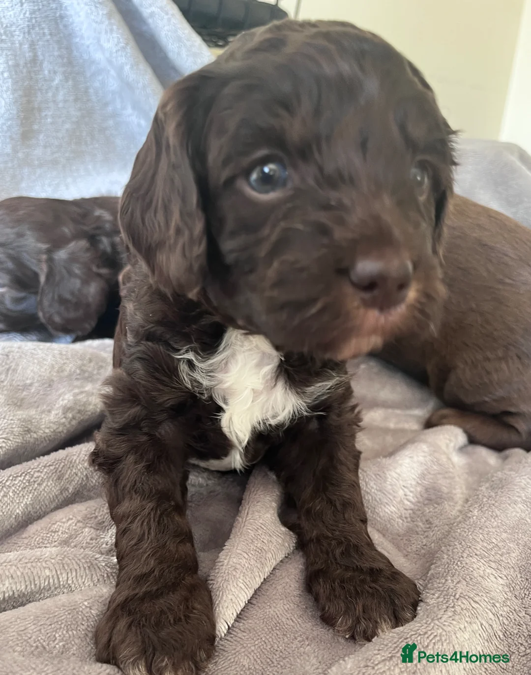 Mixed Breed dogs for sale: 3 Cockapoo choc pups ready in 4 weeks  in Lowestoft - Advert 1
