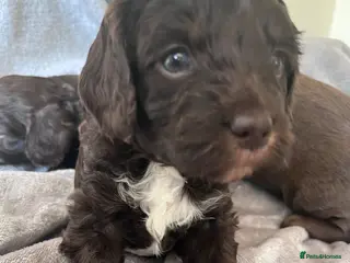 Mixed Breed dogs 3 Cockapoo choc pups ready in 4 weeks - Advert 5