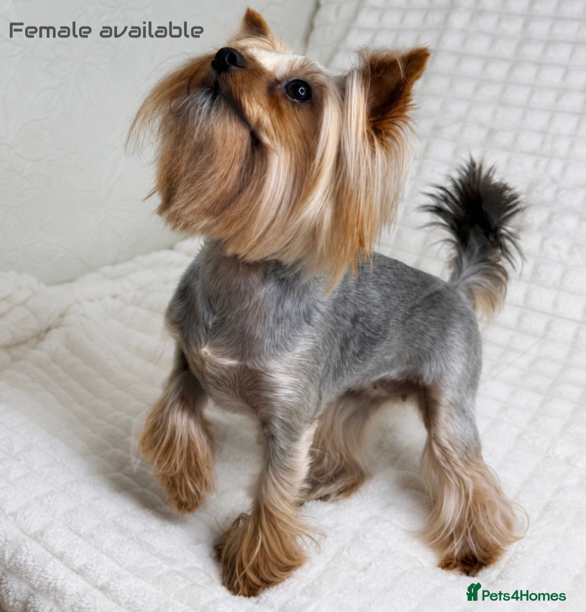 Yorkshire Terrier dogs Beautiful Male and female  - Advert 4