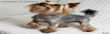 Yorkshire Terrier 2