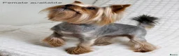 Yorkshire Terrier dogs for sale: Beautiful Male and female  - Advert 1