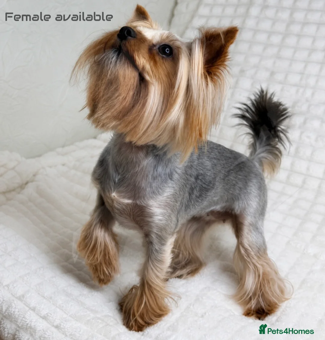 Yorkshire Terrier dogs for sale: Beautiful Male and female  - Advert 1