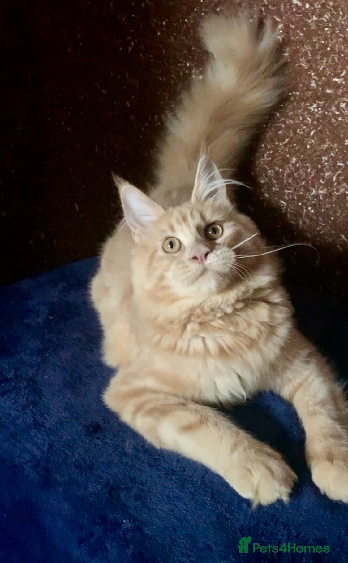 Maine Coon cats Purebred Maine Coon female kitten spayed  - Advert 2