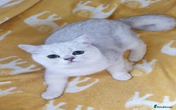British Shorthair cats for sale: Lapcat GCCF Silver British Shorthair Kitten. in Lancaster - Image 4