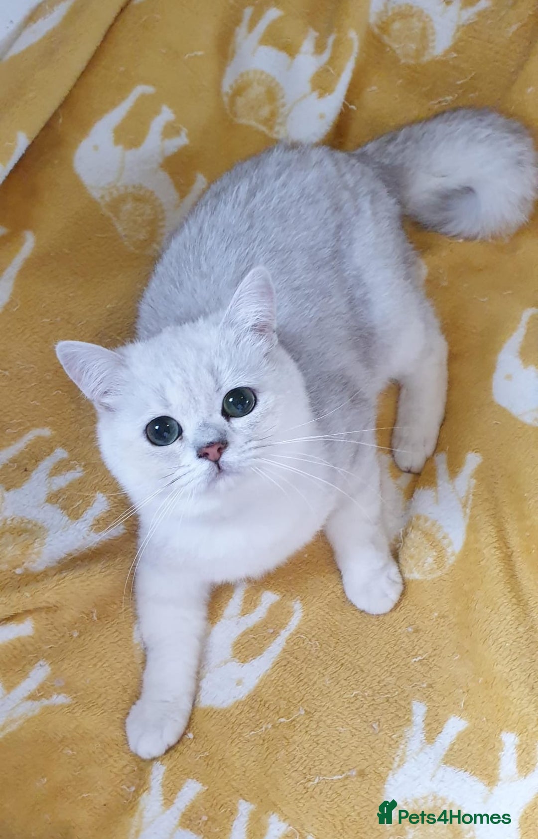 British Shorthair cats for sale: Lapcat GCCF Silver British Shorthair Kitten. in Lancaster - Image 4