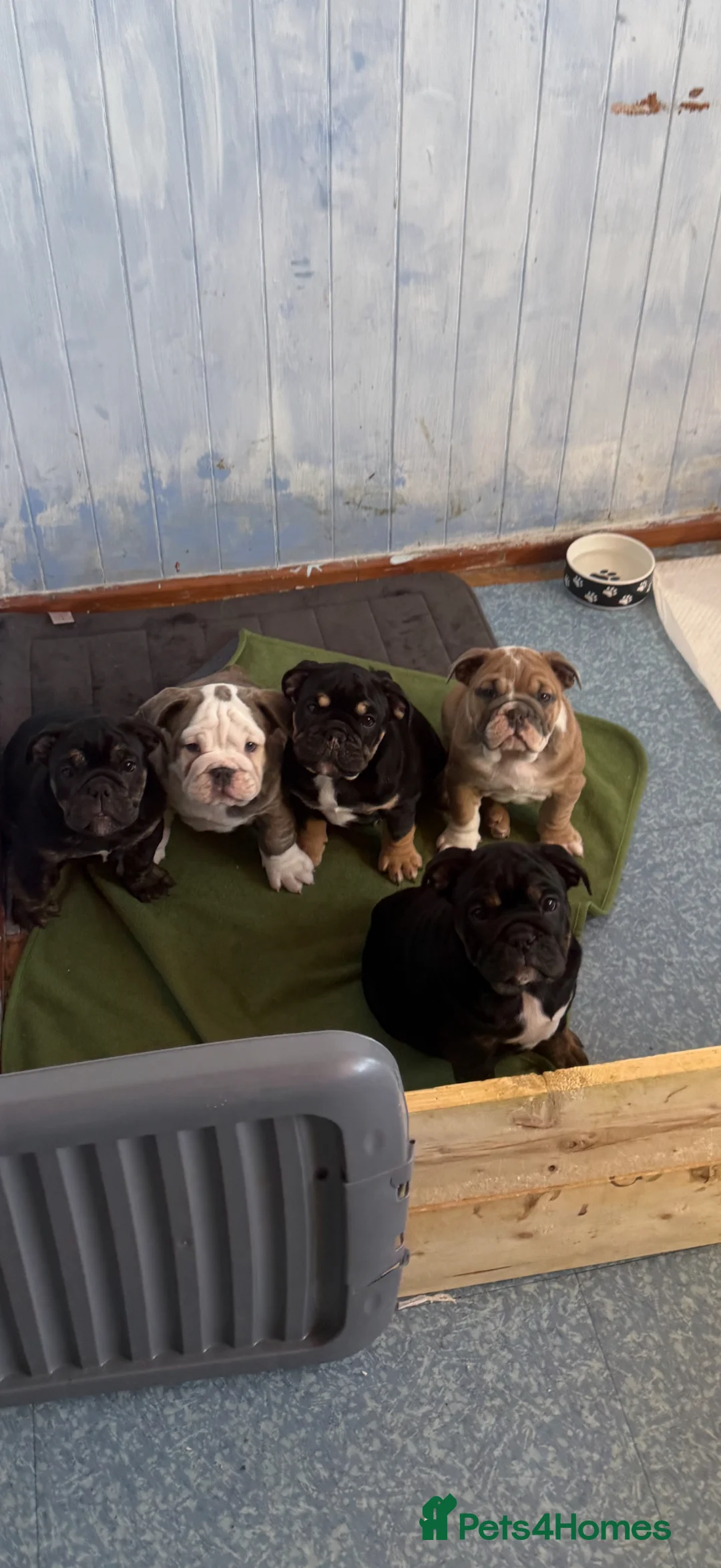 English Bulldog dogs for sale: Stunning English bulldog puppies  - Advert 1