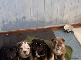 English Bulldog dogs Stunning English bulldog puppies - Advert 4