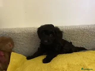 Cockapoo dogs Cockapoo f1 - Advert 14