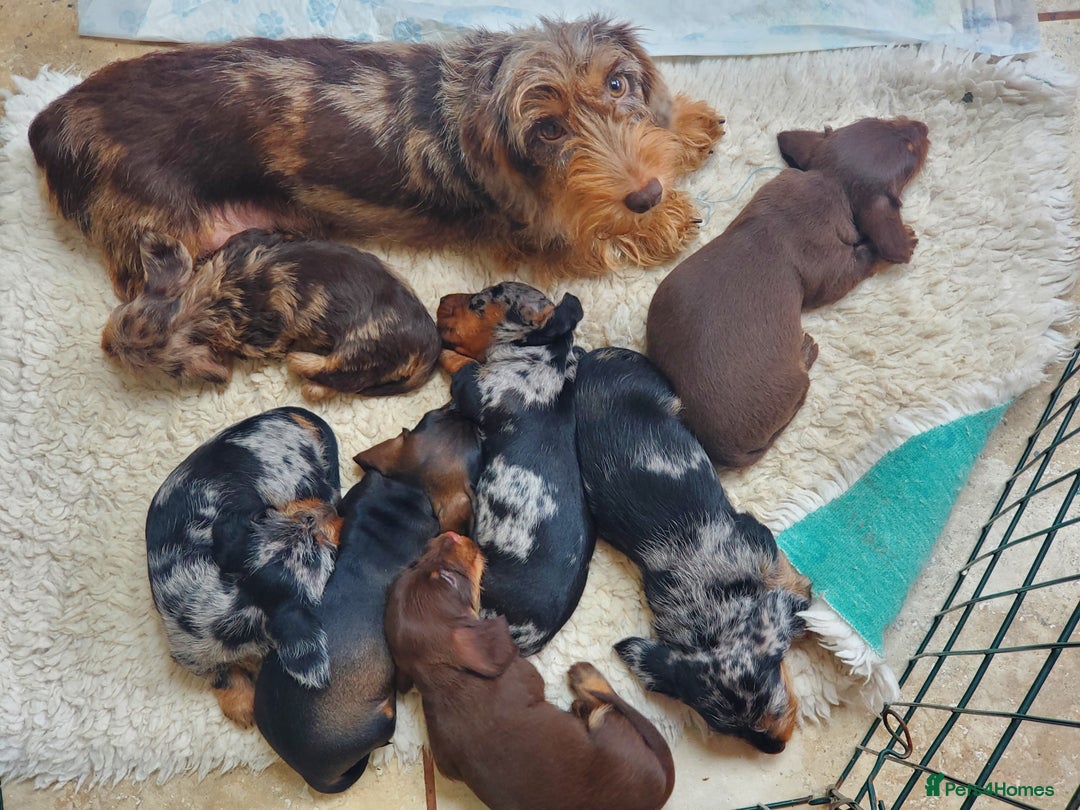 Miniature Dachshund dogs for sale: KC reg Miniature Wirehaired Dachshund girls - Image 5