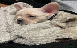 French Bulldog dogs for stud: 🔥 SIMBA 🔥 French Bulldog for Stud - Advert 14