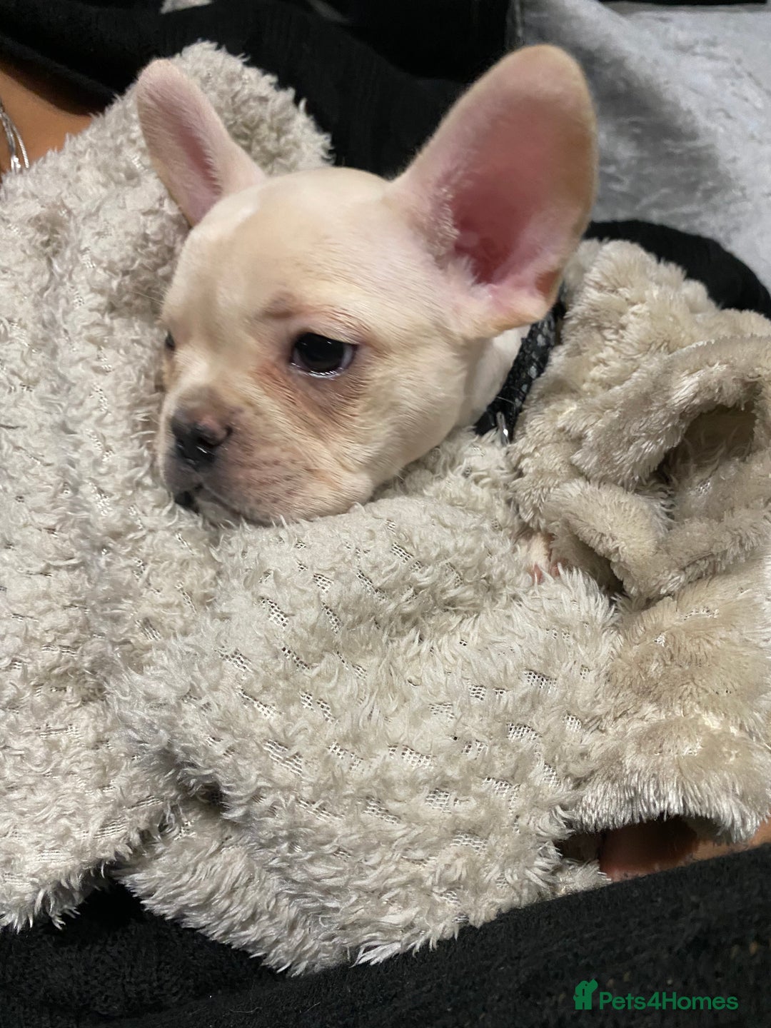 French Bulldog dogs for stud: 🔥 SIMBA 🔥 French Bulldog for Stud - Advert 14