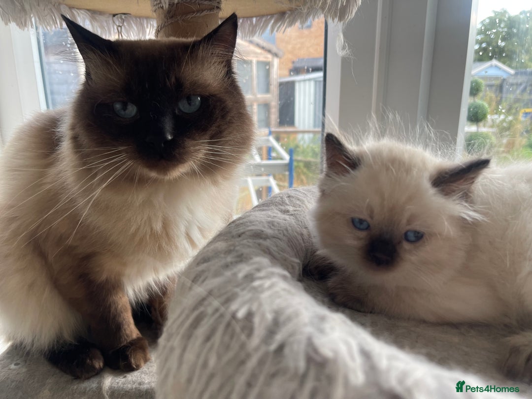 Ragdoll cats for sale: 🌟 Stunning Ragdoll Kittens 🌟 - Image 15