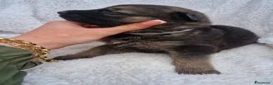 German Shepherd Puppy 6