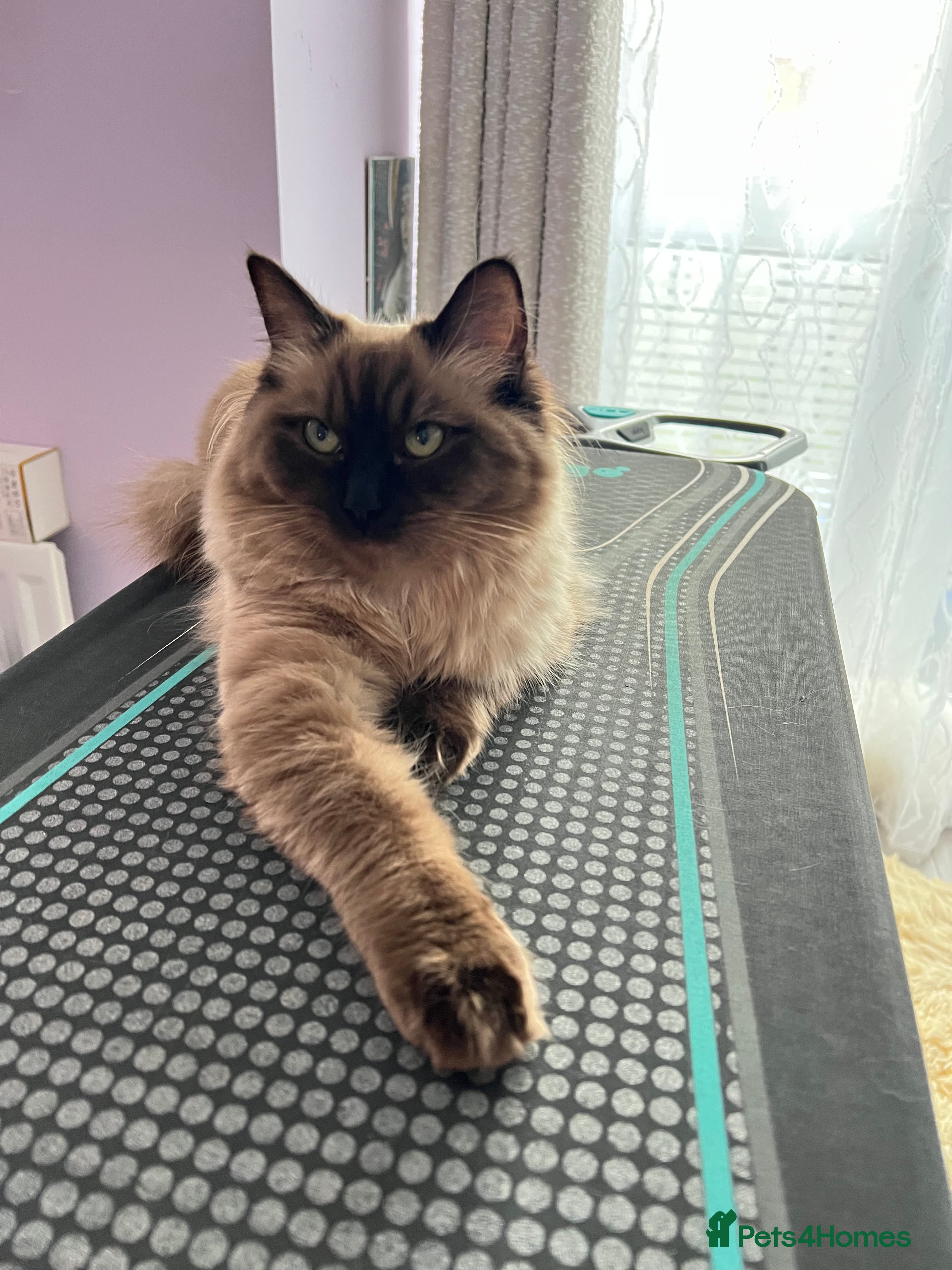 Ragdoll cats Cherubim Mink Ragdoll girl with green eyes - Advert 4