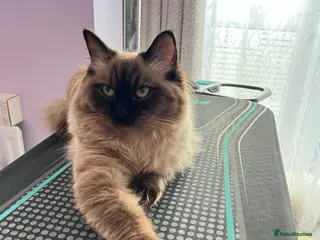 Ragdoll cats Cherubim Mink Ragdoll girl with green eyes - Advert 4