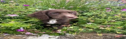 Cocker Spaniel dogs for sale: READY NOW -Vac & Chip - Family Cocker Spaniel Pups - Advert 5