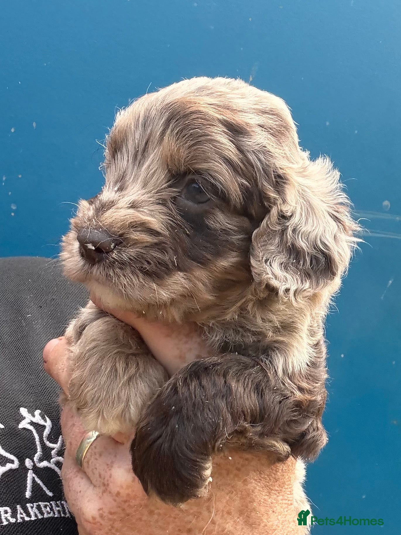 Cockapoo dogs Colourful f1 Cockapoo Pups - Advert 1