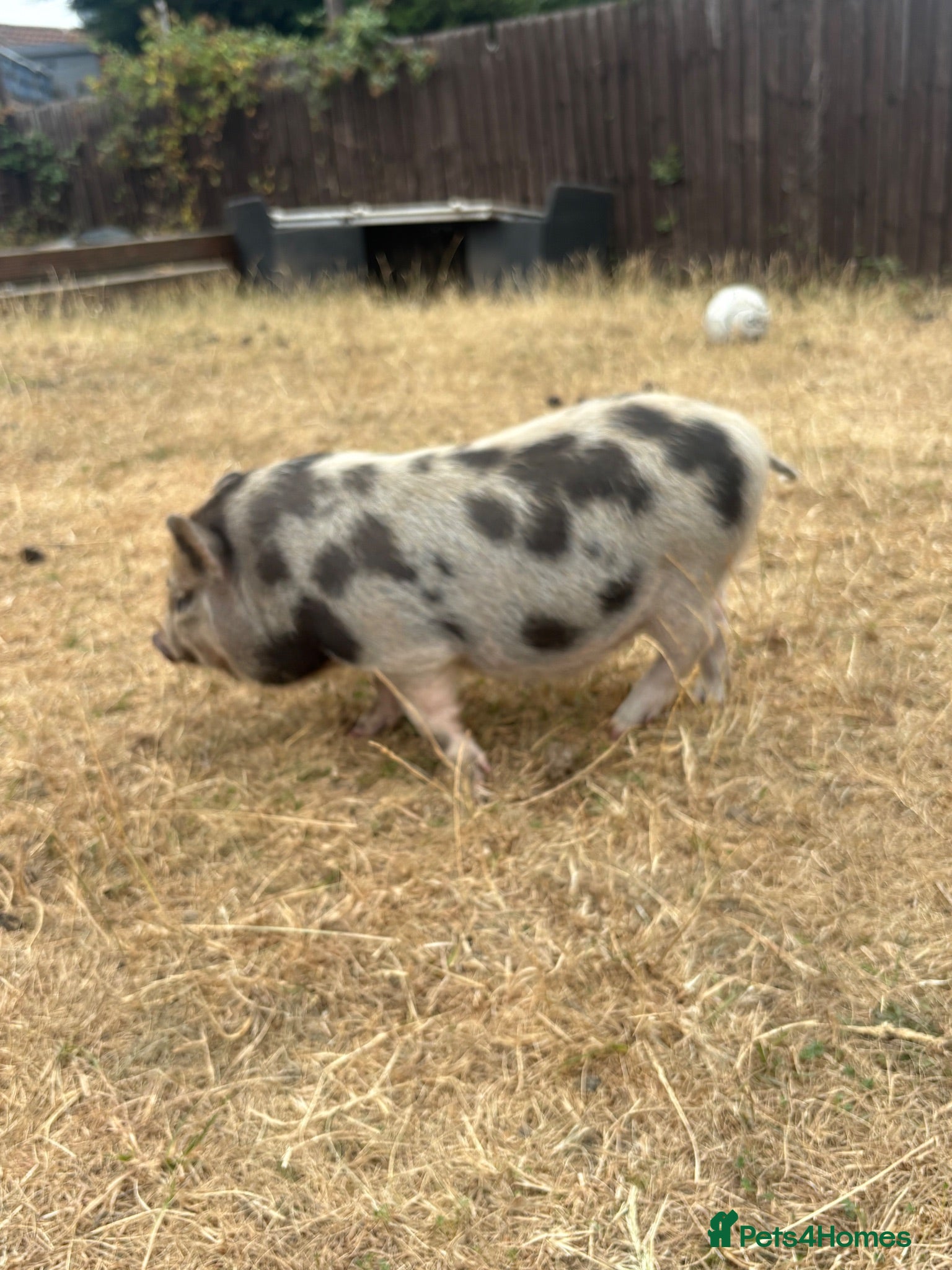 Pig livestock Juliana’s for sale  - Advert 2