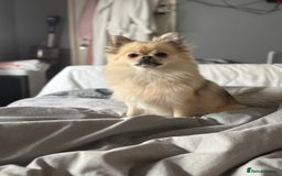 Pomchi dogs for sale: Pomchi F1BB - Image 1