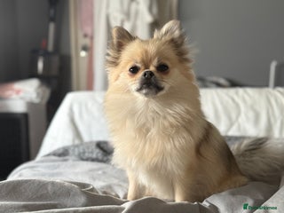 Pomchi dogs for sale - Advert 1