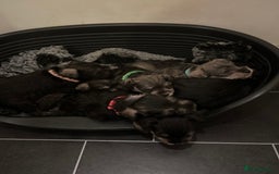 Miniature Schnauzer dogs for sale: KC Reg Miniature Schnauzer BVA Puppies - Image 3