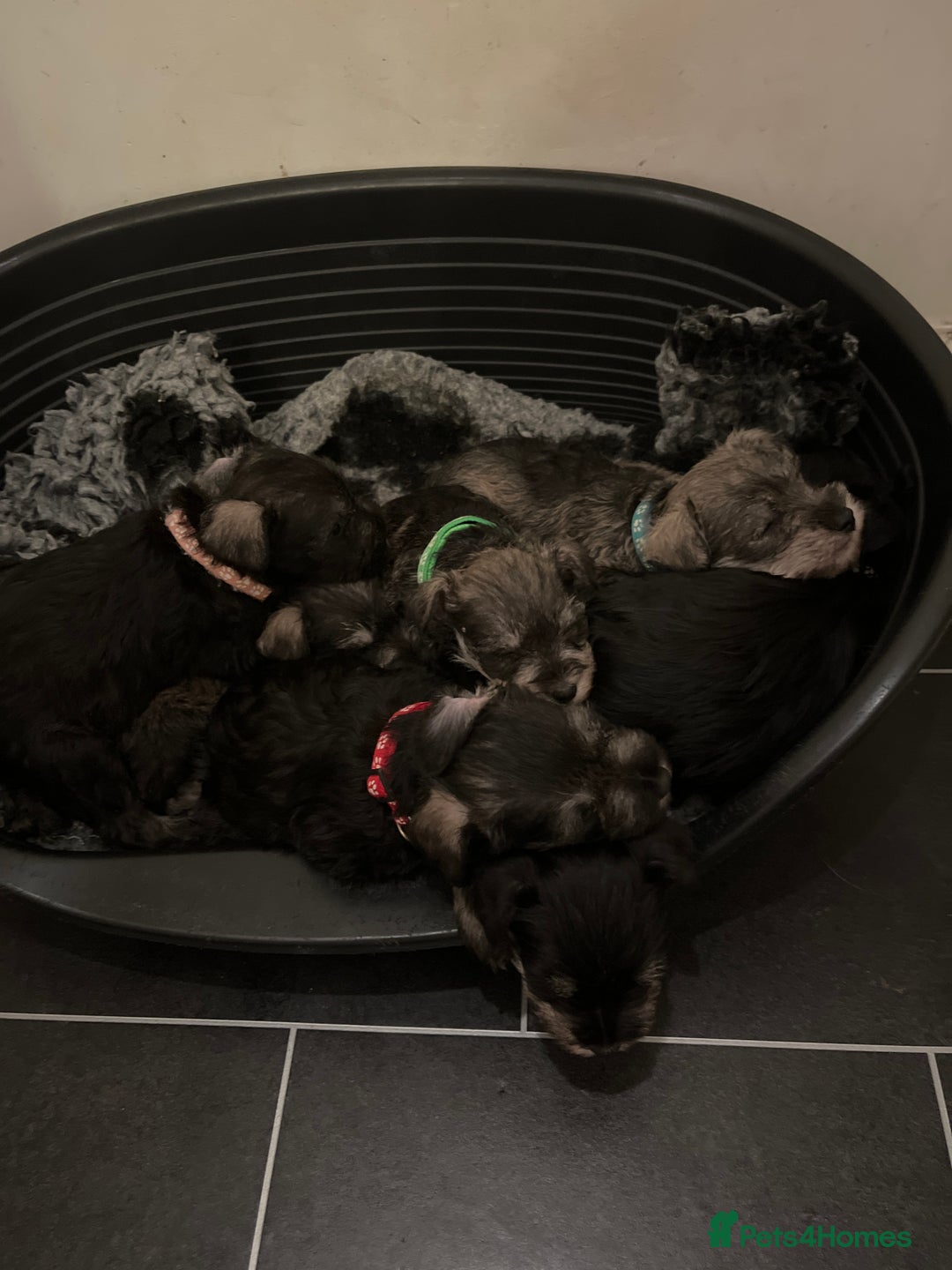 Miniature Schnauzer dogs for sale: KC Reg Miniature Schnauzer BVA Puppies - Image 3