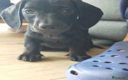 Miniature Dachshund dogs for sale: ..Miniature dachshunds 1 Girl 1BOY READY TO LEAVE  in Ellesmere Port - Image 8