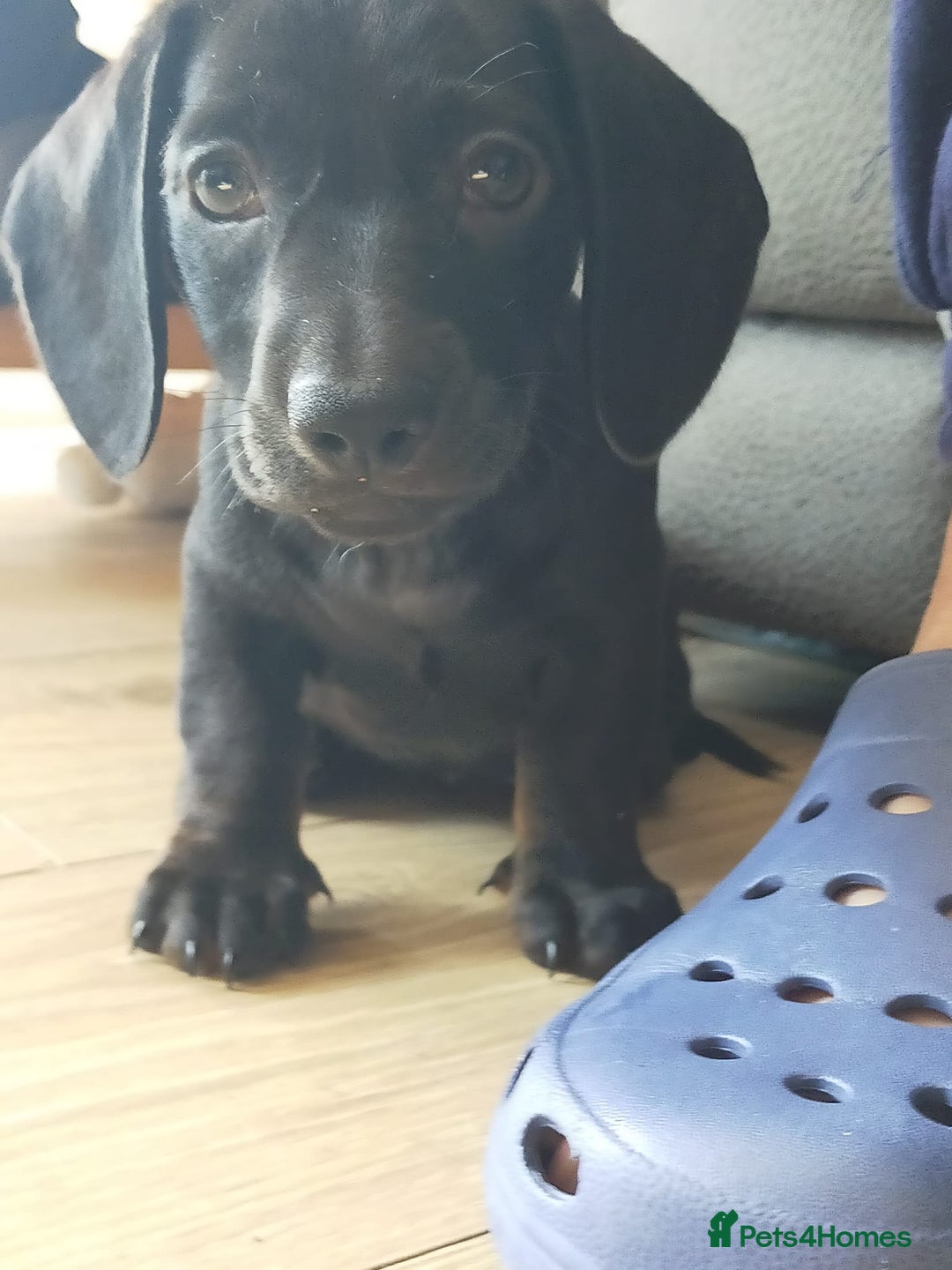 Miniature Dachshund dogs for sale: ..Miniature dachshunds 1 Girl 1BOY READY TO LEAVE  in Ellesmere Port - Image 8