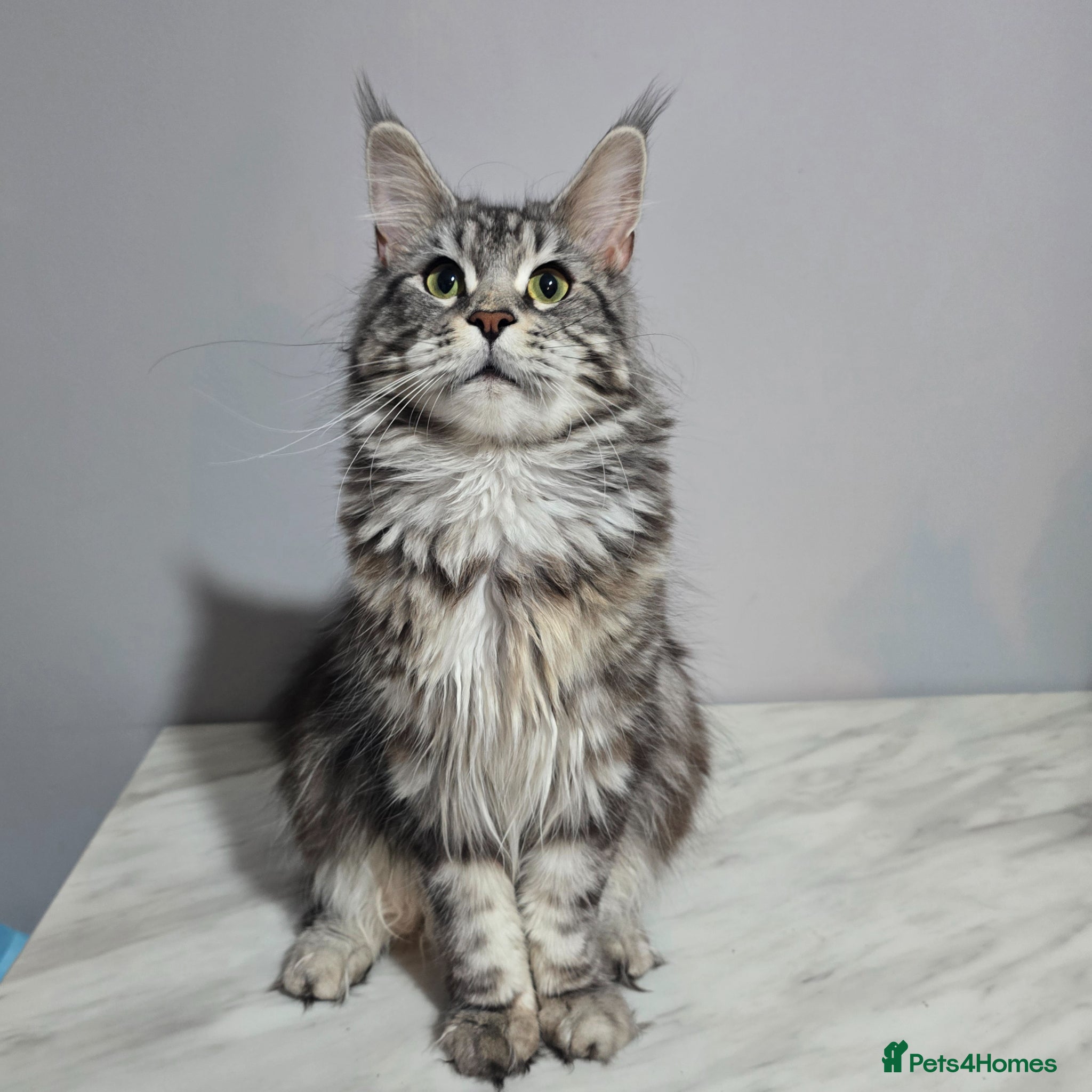 Maine Coon cats Black Silver active registered female  - Advert 6