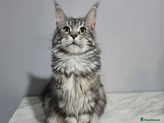 Maine Coon cats Black Silver active registered female - Advert 6