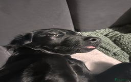 Mixed Breed dogs for sale: Jackapoo - Image 12