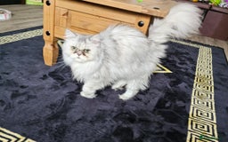 Persian cats for sale: 2x Persian female cats - Image 2