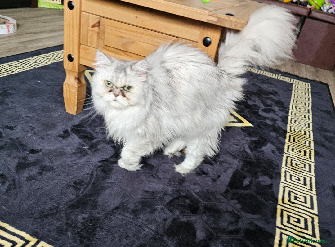 Persian cats for sale: 2x Persian female cats - Image 2