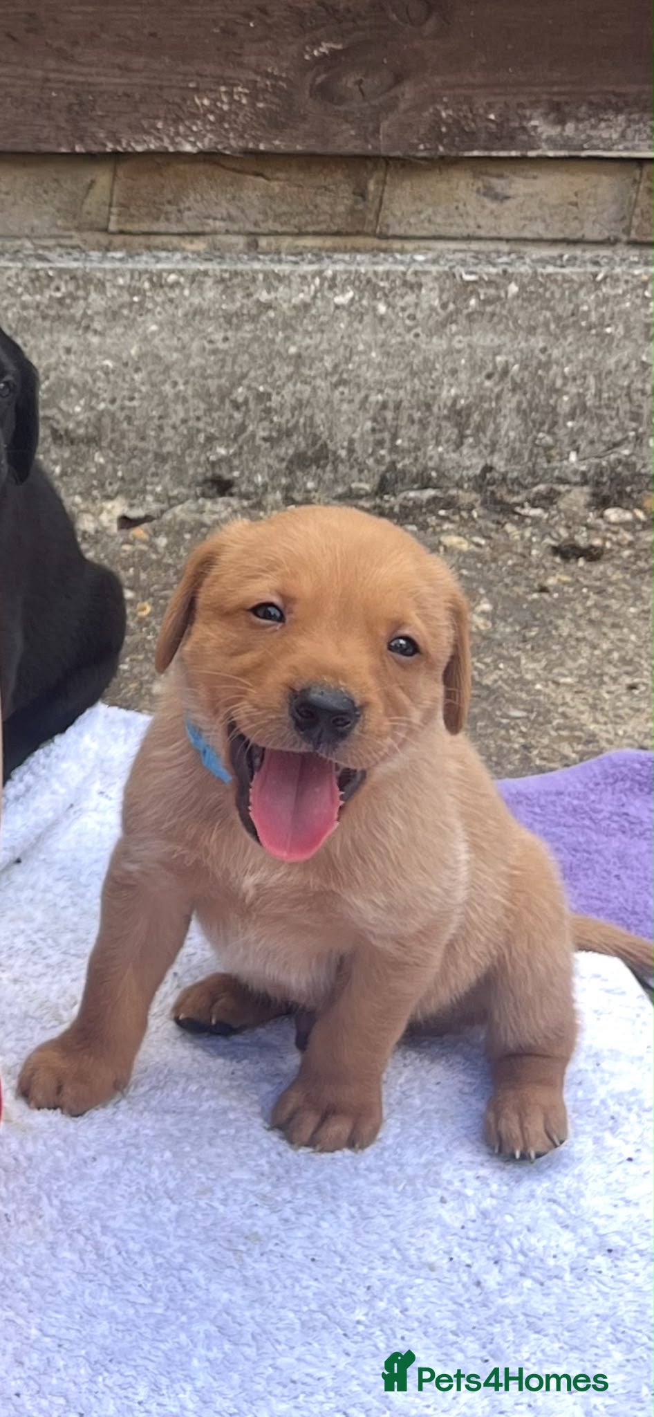 Labrador Retriever dogs KC Reg. Working Labrador Puppies READY TO GO! - Advert 1