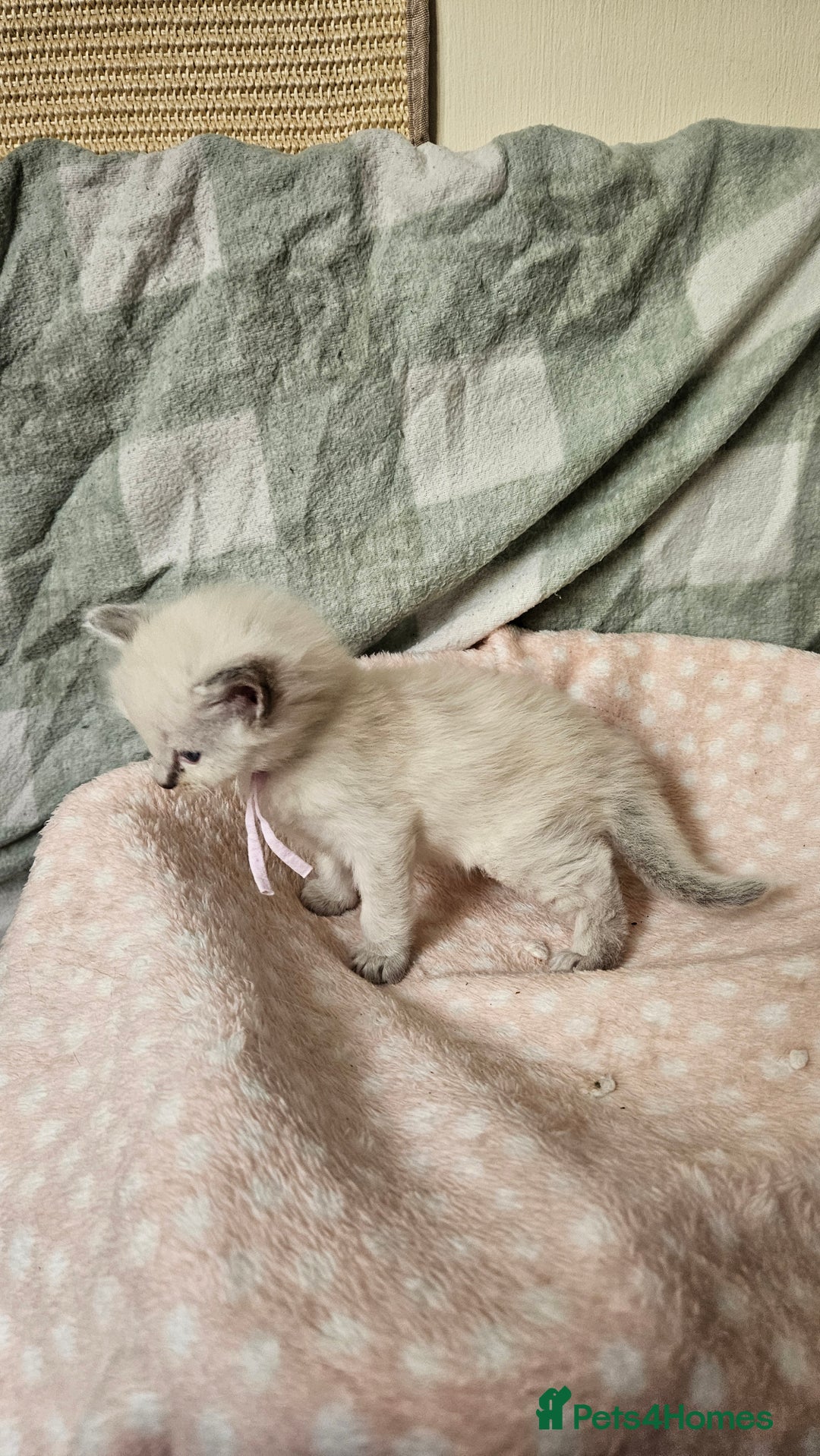 Ragdoll cats for sale: Female Blue Point Ragdolls  - Image 3
