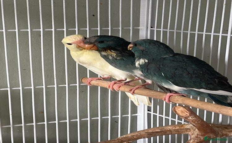 Parakeets birds - Advert 3