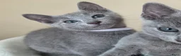 Russian Blue cats for sale: Two ⚜️Russian Blue Kittens – TICA Registered⚜️ - Advert 5