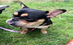 Mixed Breed dogs for sale: Koda the French/English bulldog cross - Image 1