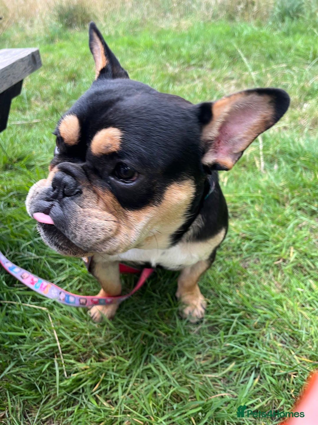 Mixed Breed dogs for sale: Koda the French/English bulldog cross - Image 1