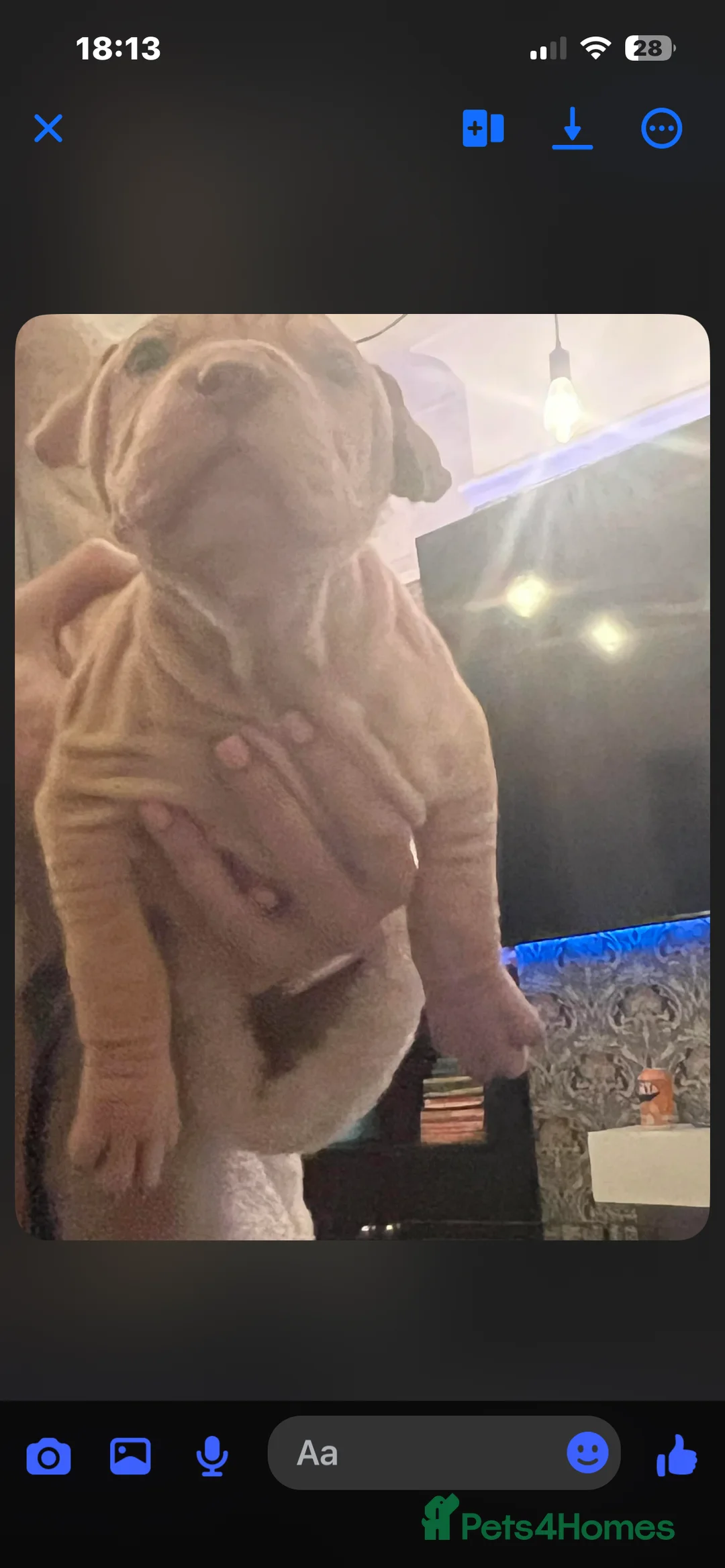 Mixed Breed dogs for sale: Shar pei x pocket bully - Advert 23