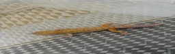 Leopard Gecko reptiles for sale: Male Leopard geckos  - Advert 12