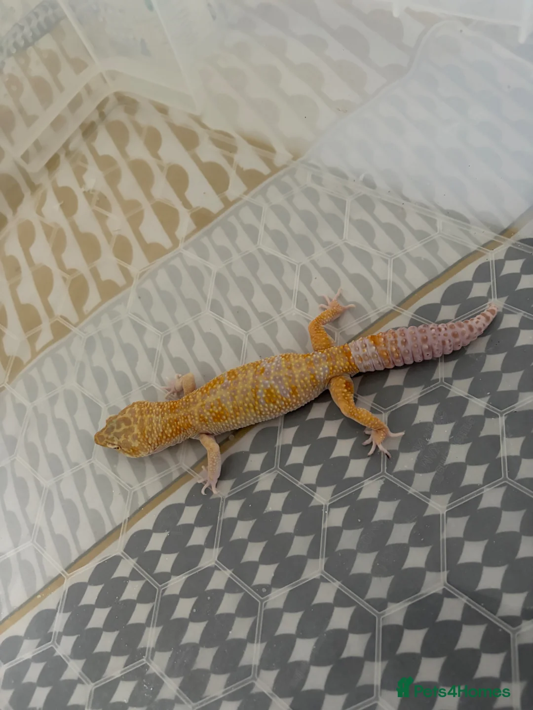 Leopard Gecko reptiles for sale: Male Leopard geckos  - Advert 12